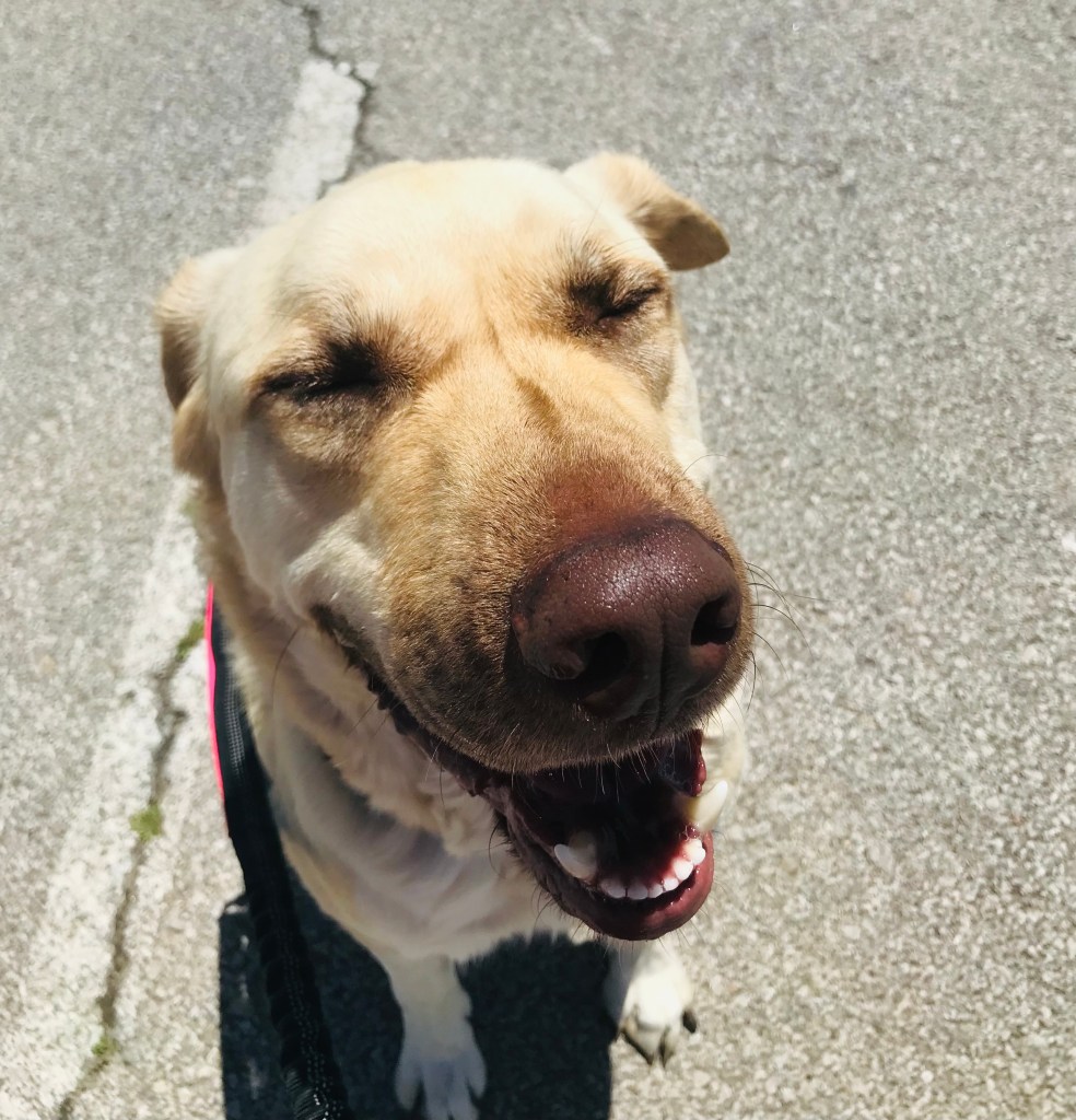 Meet Ookii, our Public Outreach Officer.  He loves pets.  