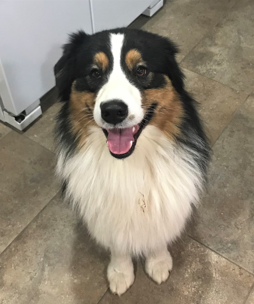 Meet Duffy, our Chief Information Officer.  Always ready to share information with a bark 